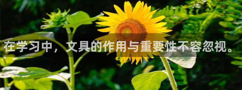 卧龙娱乐设备公司：在学习中，文具的作用与
