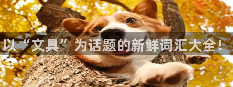 卧龙娱乐总代理是谁呀：以“文具”为话题的